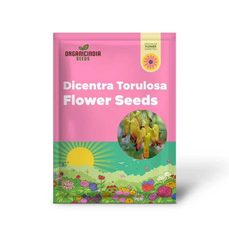 Dicentra Torulosa Flower Seeds For Planting, Graceful Additions to Your Garden's Beauty