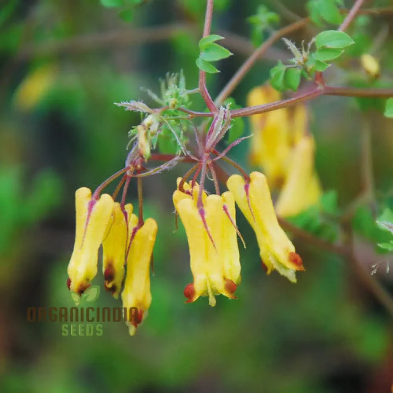 Dicentra Torulosa Flower Seeds For Planting, Graceful Additions to Your Garden's Beauty