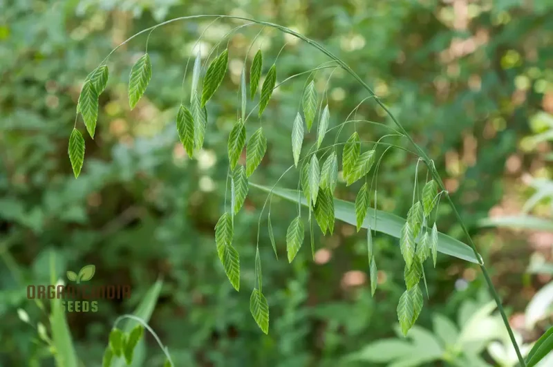Chasmanthium Latifolium Seeds for Planting, Premium Quality Seeds for Gardening