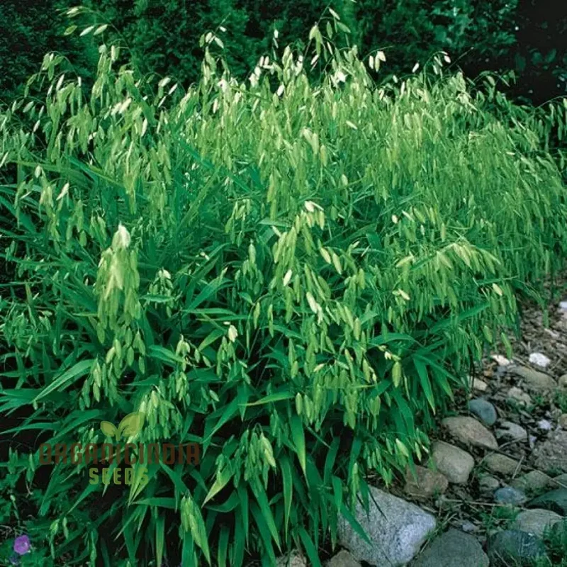 Chasmanthium Latifolium Seeds for Planting, Premium Quality Seeds for Gardening