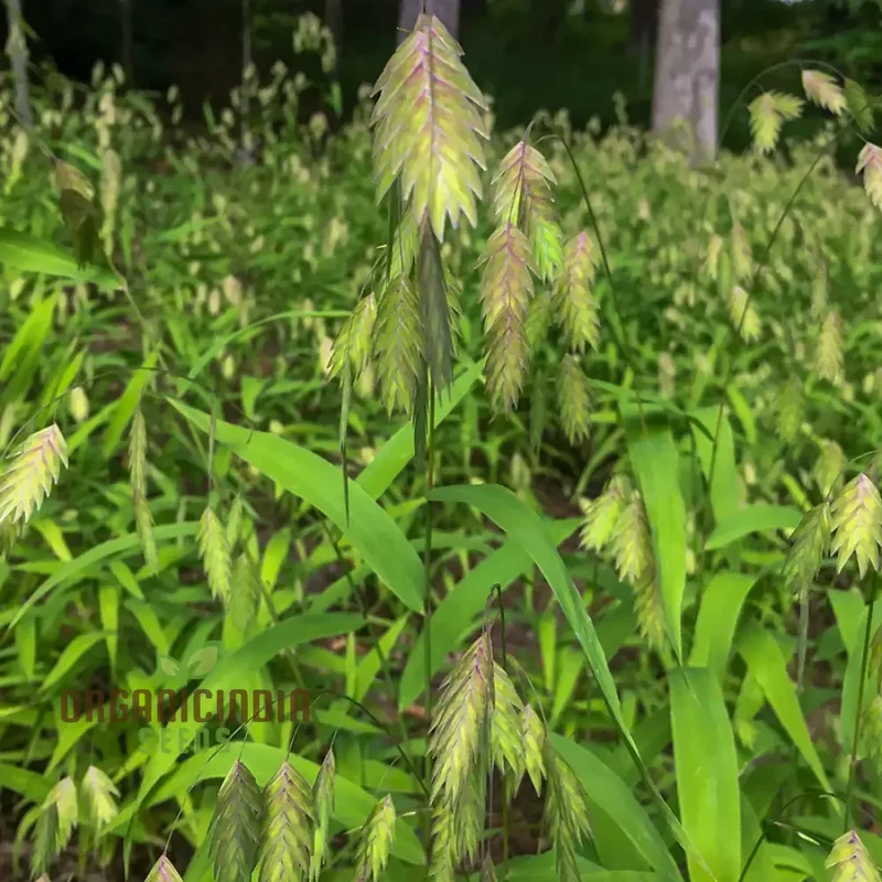 Chasmanthium Latifolium Seeds for Planting, Premium Quality Seeds for Gardening