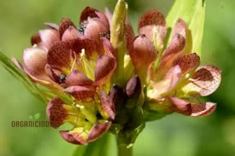 GENTIANA PURPUREA Seeds - The Ultimate Purple Garden Gem | Perfect for Adding Elegance and Vibrant Color to Your Garden Landscape"