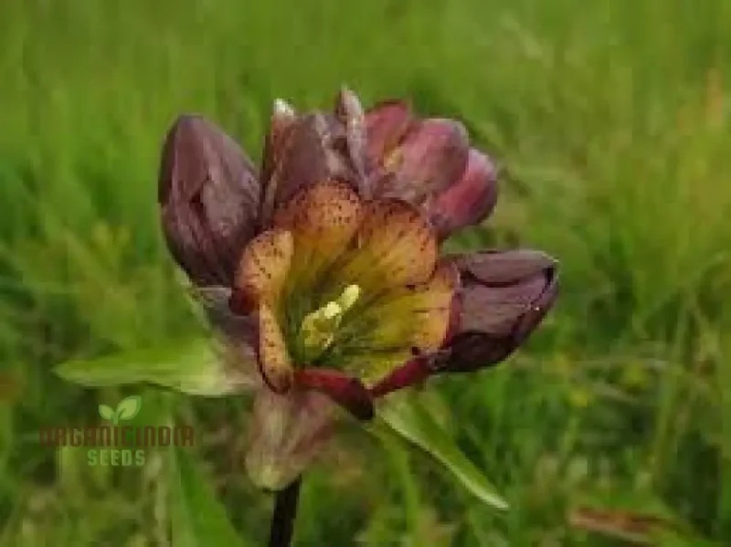 GENTIANA PURPUREA Seeds - The Ultimate Purple Garden Gem | Perfect for Adding Elegance and Vibrant Color to Your Garden Landscape"