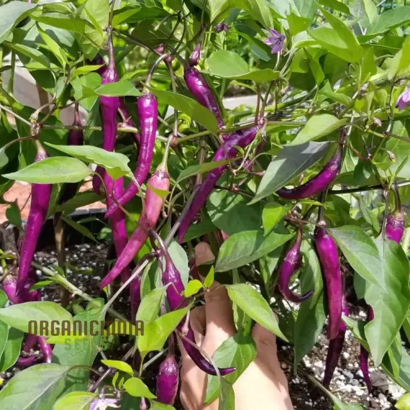 PEPPER BUENA MULATA Seeds for Planting, Your Gardening Needs | Buy Organic Seeds