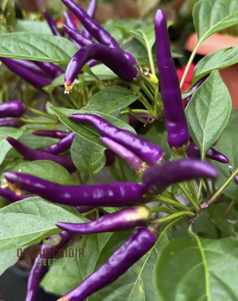 PEPPER BUENA MULATA Seeds for Planting, Your Gardening Needs | Buy Organic Seeds