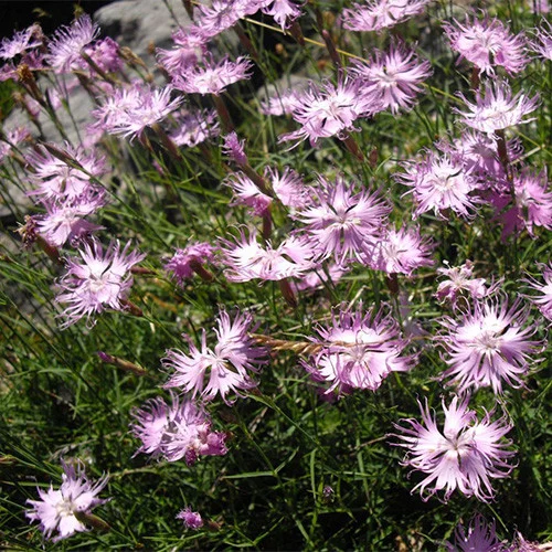 Dianthus monspessulanus Seeds – Delicate Garden Bloom Variety for Planting