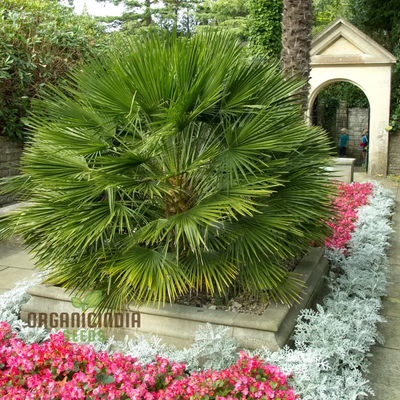 Chamaerops Humilis Seeds for Planting, Premium Quality Seeds for Gardening