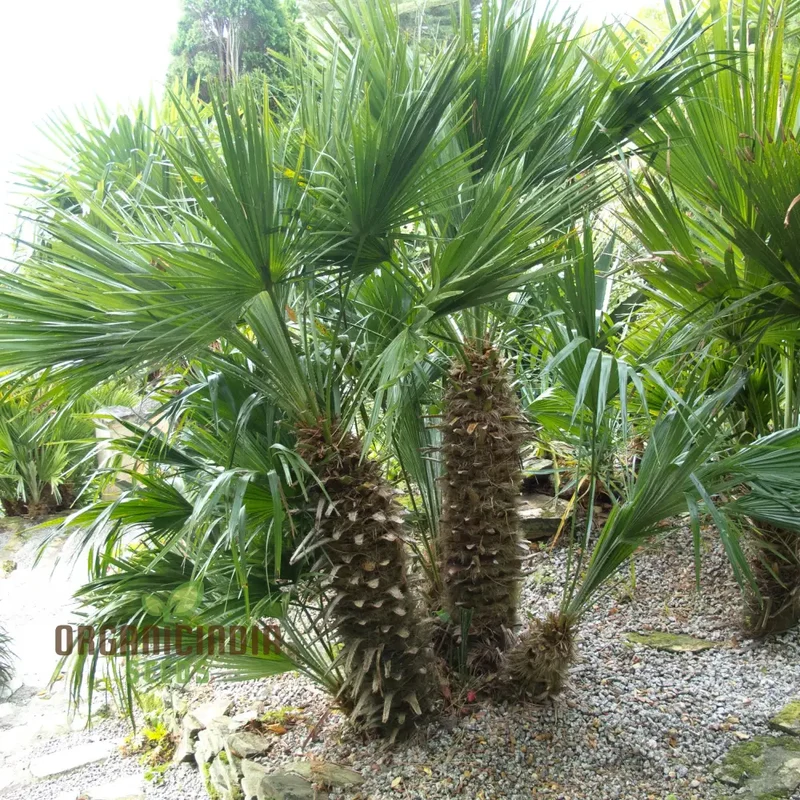 Chamaerops Humilis Seeds for Planting, Premium Quality Seeds for Gardening