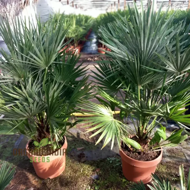 Chamaerops Humilis Seeds for Planting, Premium Quality Seeds for Gardening
