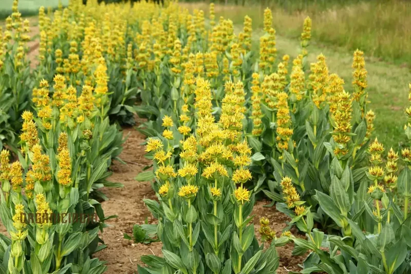 Gentiana Lutea Seeds For Planting: A Complete Guide to Growing and Caring for the Majestic Yellow Gentian