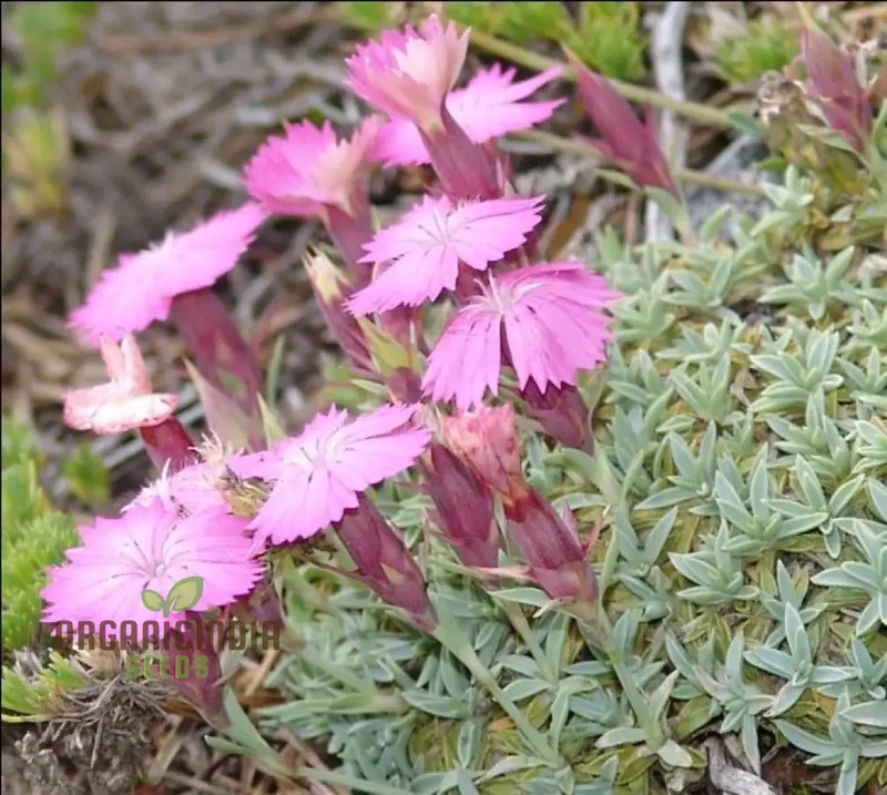 Dianthus Haematocalyx Pindicola Flower Seeds For Planting, Unique and Hardy Blooms for Your Garden