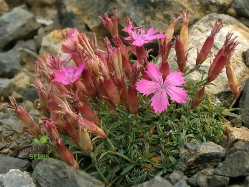 Dianthus Haematocalyx Pindicola Flower Seeds For Planting, Unique and Hardy Blooms for Your Garden