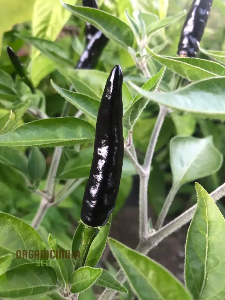 PEPPER BLACK FANGS Seeds for Your Gardening Adventures | Buy Organic Seeds