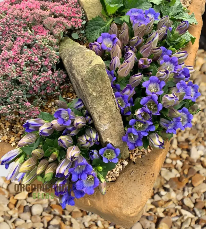 Gentiana Grossheimii Alpine Seeds - Exotic Blue Flowers for Mountain Gardens - Hardy Perennial Seed Packet