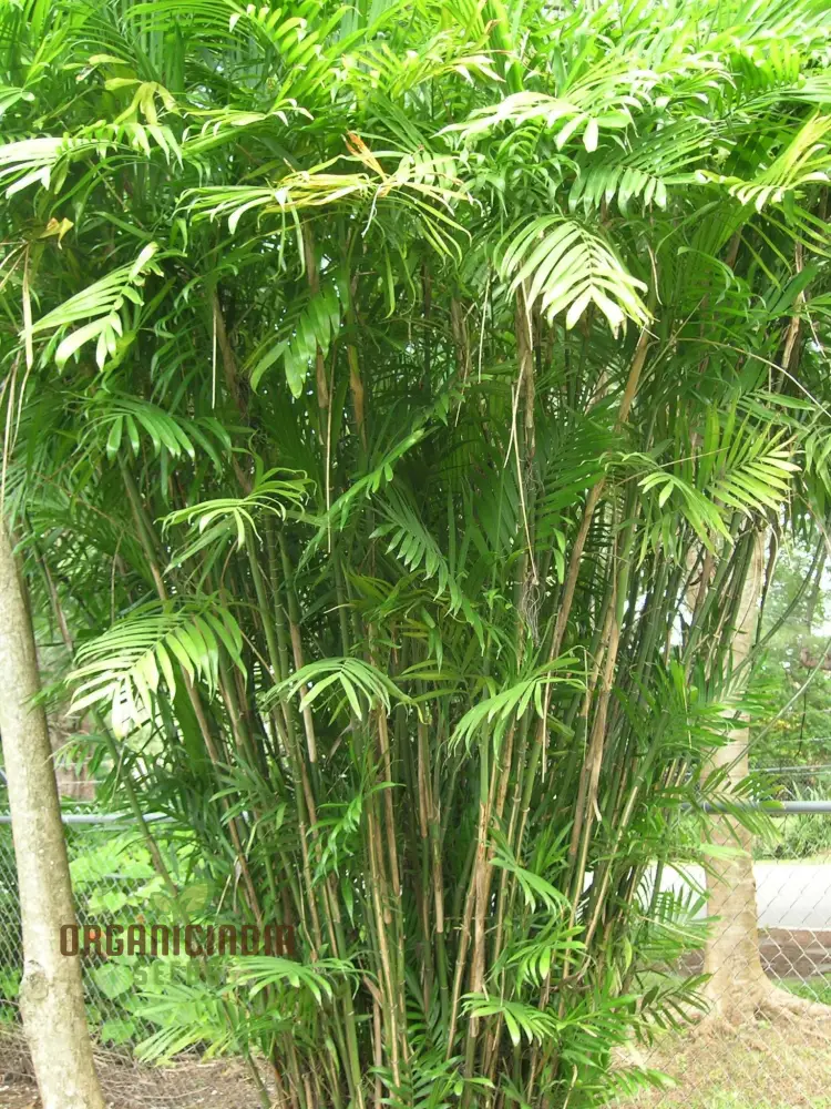 Chamaedorea Seifrizii Seeds for Planting, Premium Quality Seeds for Indoor Gardening