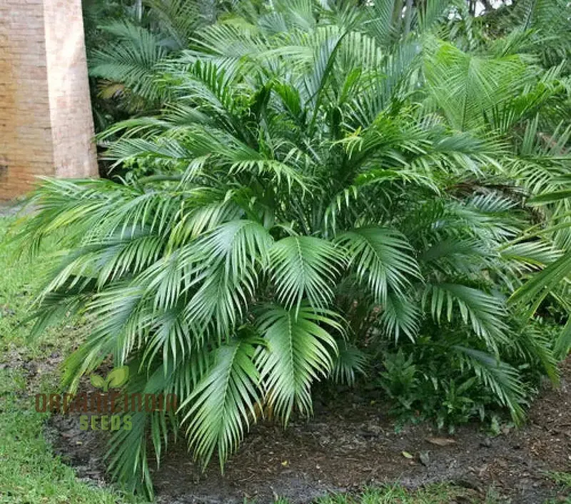 Chamaedorea Seifrizii Seeds for Planting, Premium Quality Seeds for Indoor Gardening