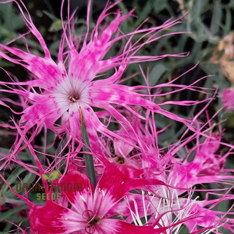 Dianthus Dancing Geisha Flower Seeds For Planting, Add Graceful Beauty to Your Garden