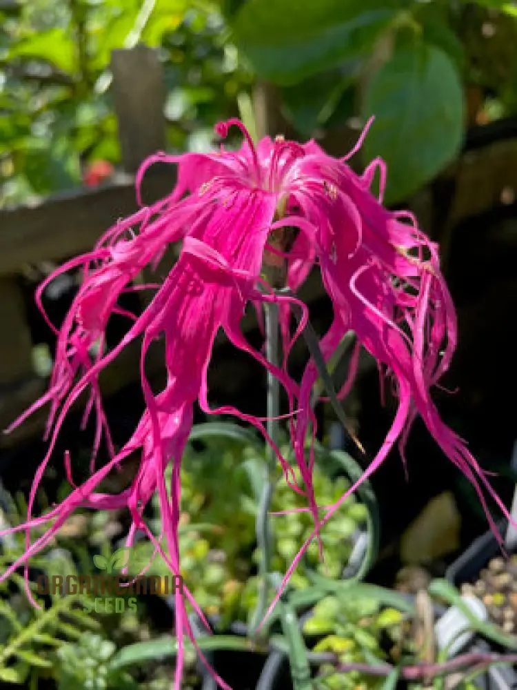 Dianthus Dancing Geisha Flower Seeds For Planting, Add Graceful Beauty to Your Garden