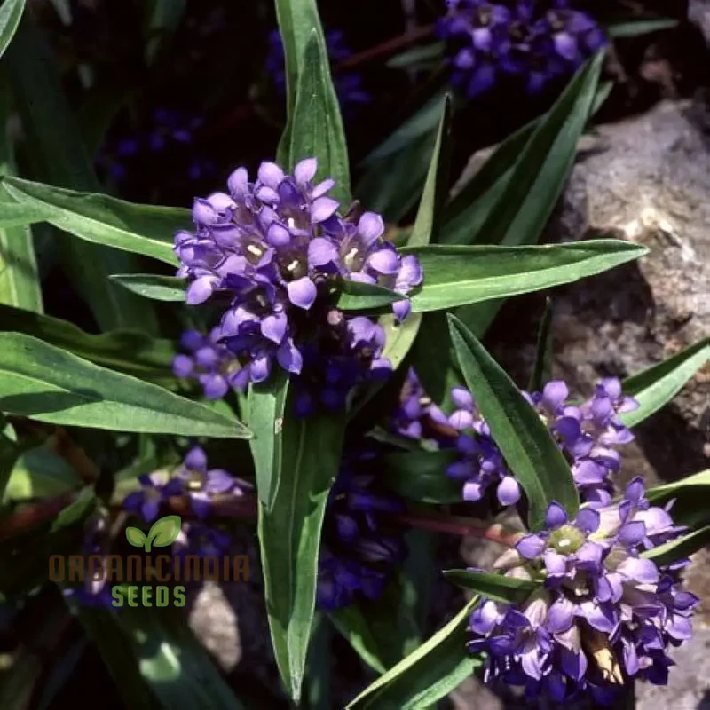 Gentiana Gracilipes Seeds Alpine for Garden Enthusiasts | Hardy Perennial with Blue Trumpet-Shaped Blooms