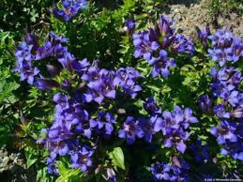 Gentiana Gracilipes Seeds Alpine for Garden Enthusiasts | Hardy Perennial with Blue Trumpet-Shaped Blooms