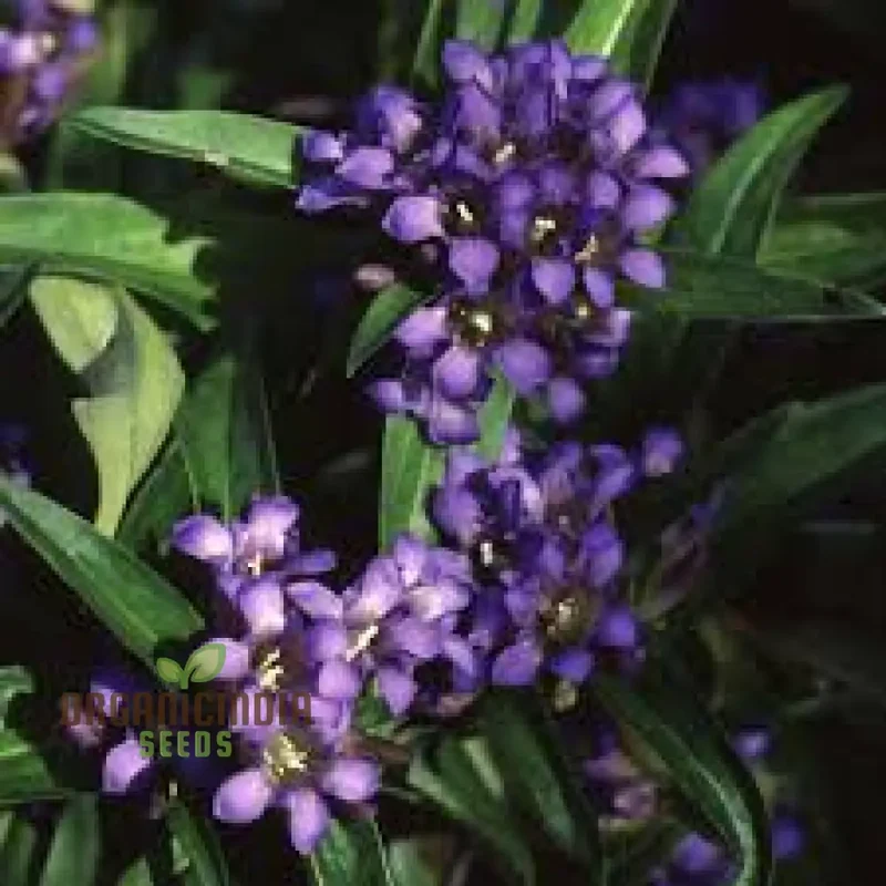 Gentiana Gracilipes Seeds Alpine for Garden Enthusiasts | Hardy Perennial with Blue Trumpet-Shaped Blooms
