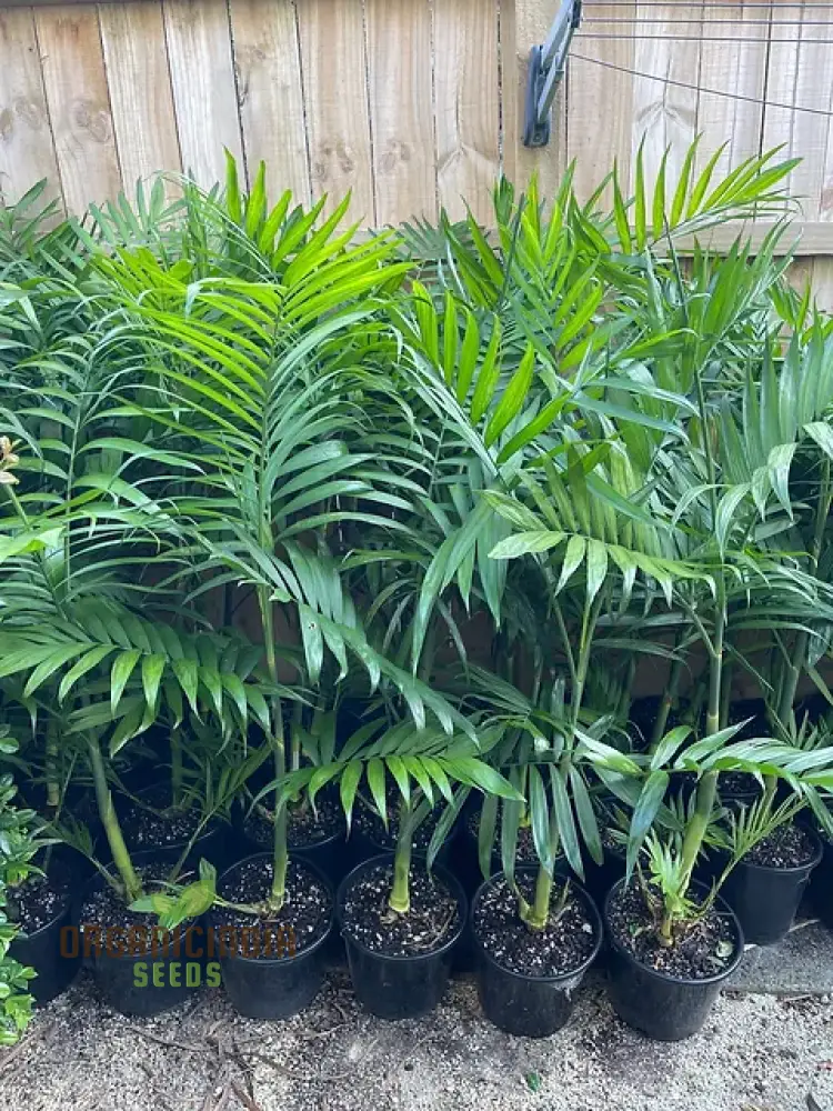 Chamaedorea Costaricana Seeds for Planting, Premium Quality Seeds for Exquisite Indoor Garden