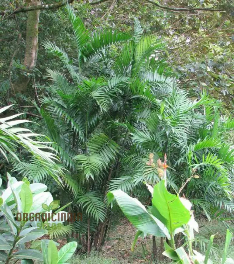 Chamaedorea Costaricana Seeds for Planting, Premium Quality Seeds for Exquisite Indoor Garden