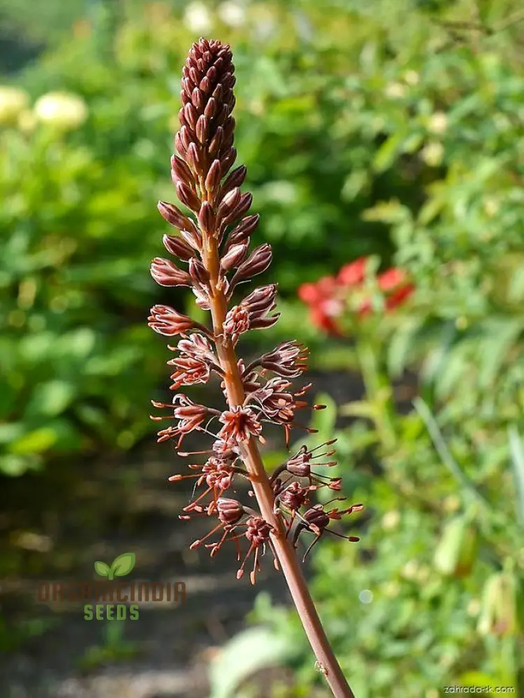 Eremurus Cristatus Seeds for Gardening - Stunning Foxtail Lily Seeds for Beautiful Garden Displays