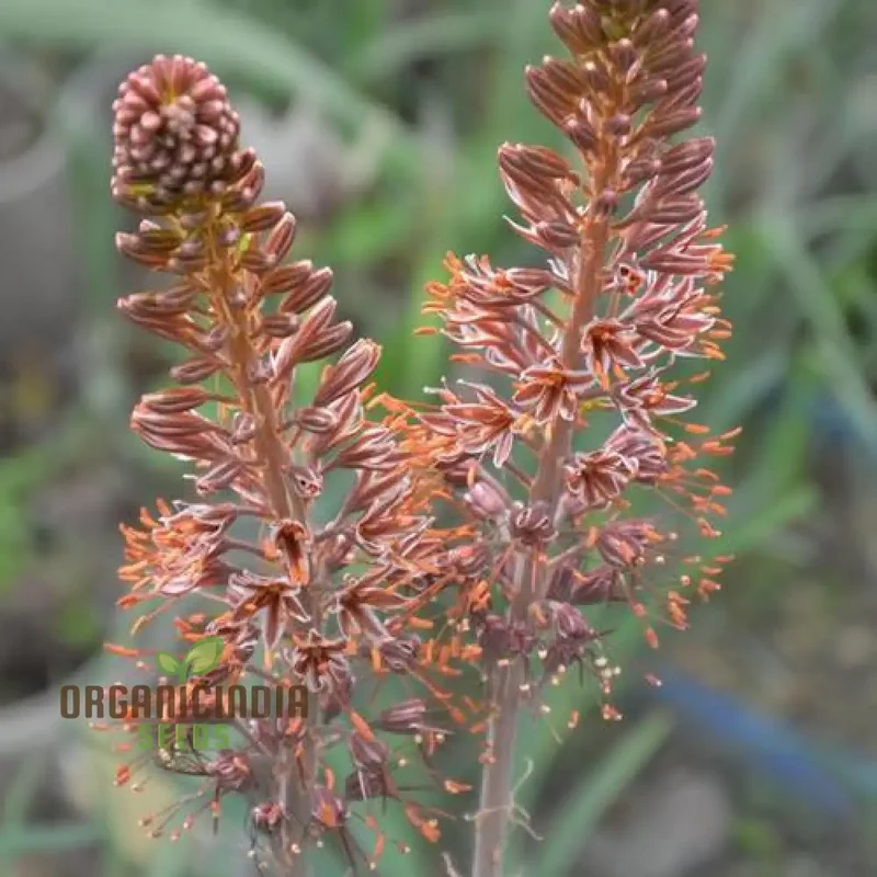 Eremurus Cristatus Seeds for Gardening - Stunning Foxtail Lily Seeds for Beautiful Garden Displays