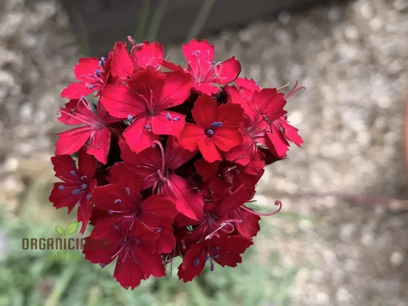 Dianthus Cruentus Flower Seeds For Planting, Bold and Beautiful Blooms for Your Garden