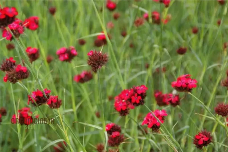 Dianthus Cruentus Flower Seeds For Planting, Bold and Beautiful Blooms for Your Garden
