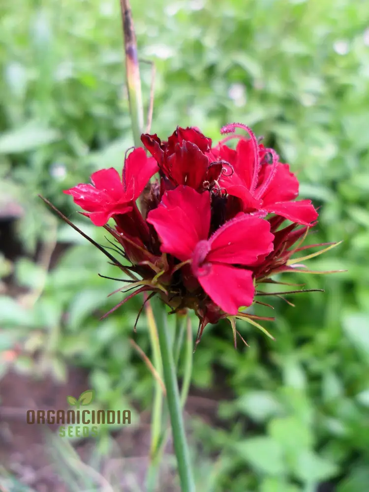 Dianthus Cruentus Flower Seeds For Planting, Bold and Beautiful Blooms for Your Garden