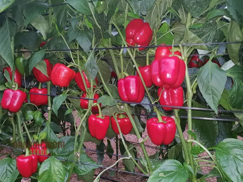 PEPPER BEAUTY BELL F1 Seeds - Premium Seeds for Gardening Enthusiasts