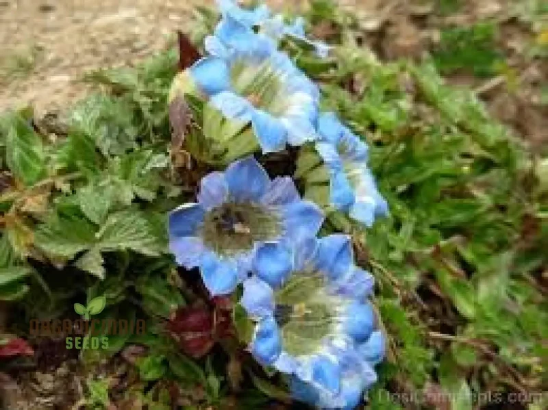 Gentiana Depressa Seeds for Alpine Garden Enthusiasts â€“ Perfect for Adding Unique Blue Blooms to Your Rock Garden