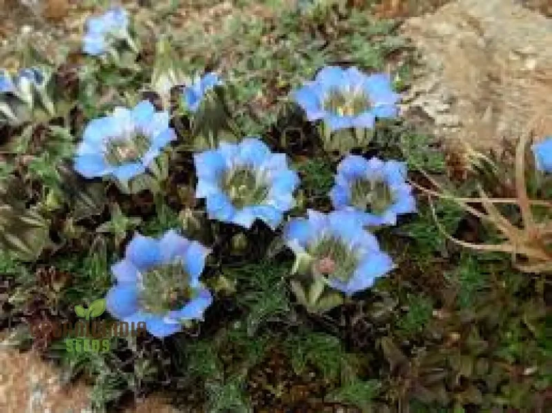 Gentiana Depressa Seeds for Alpine Garden Enthusiasts â€“ Perfect for Adding Unique Blue Blooms to Your Rock Garden