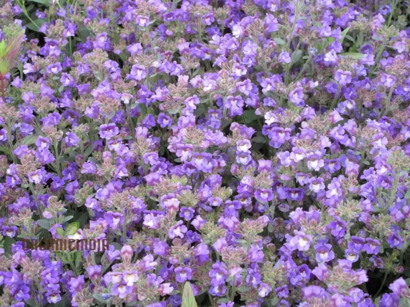 Chaenorhinum 'Blue Dream' Flower Seeds, Premium Quality Seeds for Stunning Garden Blooms