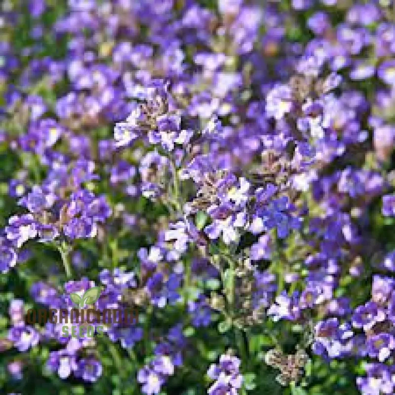 Chaenorhinum 'Blue Dream' Flower Seeds, Premium Quality Seeds for Stunning Garden Blooms