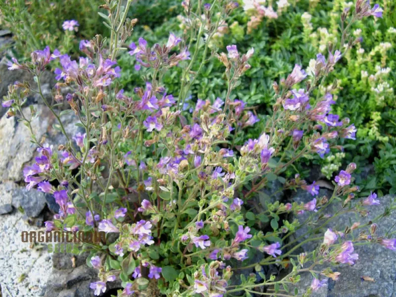Chaenorhinum 'Blue Dream' Flower Seeds, Premium Quality Seeds for Stunning Garden Blooms
