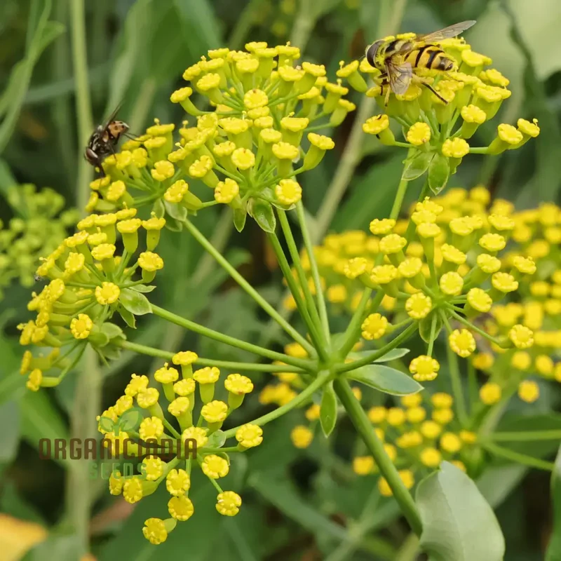 Bupleurum Fruticosum Seeds For Planting - Ideal for Gardeners and Botanical Enthusiasts - Hardy Perennial Flower Seeds