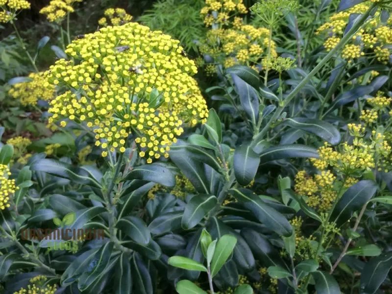 Bupleurum Fruticosum Seeds For Planting - Ideal for Gardeners and Botanical Enthusiasts - Hardy Perennial Flower Seeds