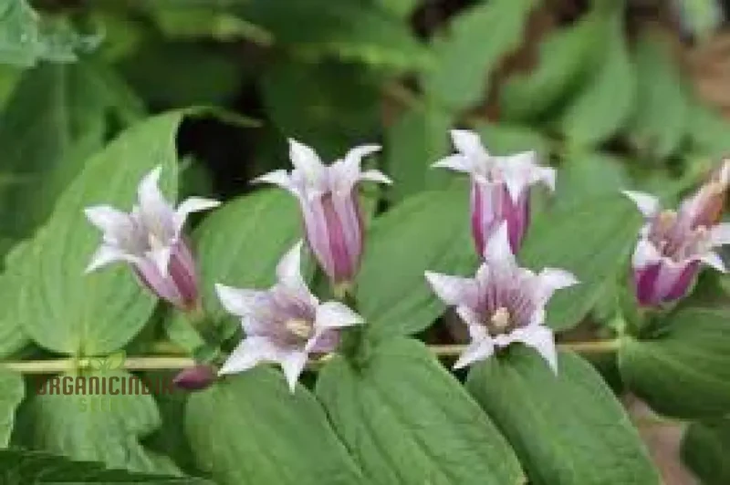 Gentiana Asclepiadea 'Pink Cascade' Seeds - Stunning Perennial for Shaded Gardens