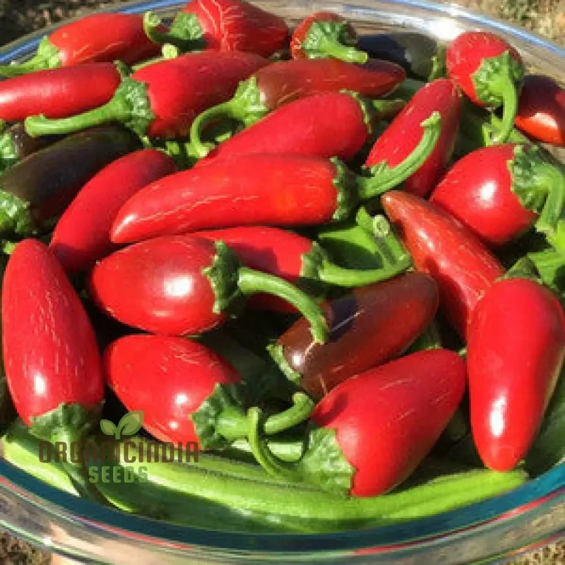 PEPPER AKABARE KHURSANI Seeds for Planting, Your Gardening Needs | Buy Seeds Online
