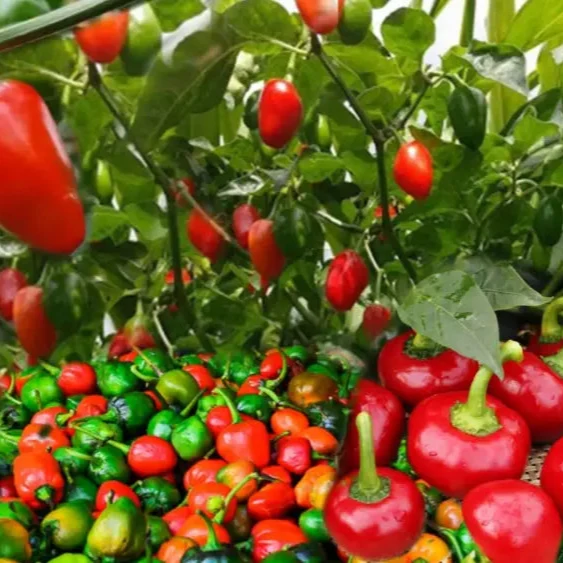 PEPPER AKABARE KHURSANI Seeds for Planting, Your Gardening Needs | Buy Seeds Online