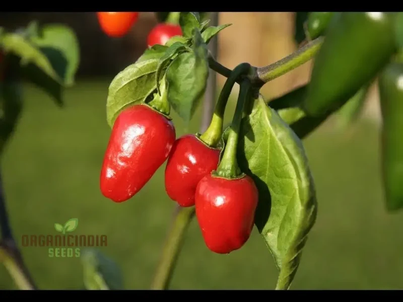 PEPPER AKABARE KHURSANI Seeds for Planting, Your Gardening Needs | Buy Seeds Online