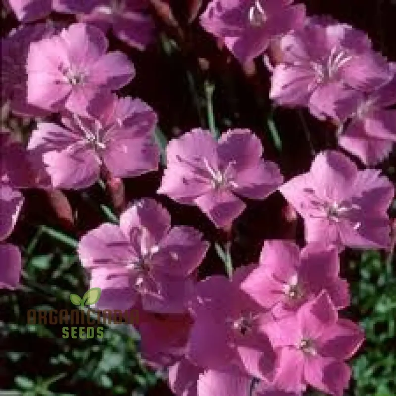 Dianthus Caesius Flower Seeds For Planting, Perfect for Adding Unique Beauty to Your Garden