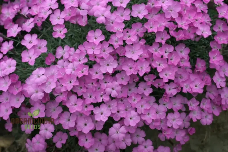 Dianthus Caesius Flower Seeds For Planting, Perfect for Adding Unique Beauty to Your Garden
