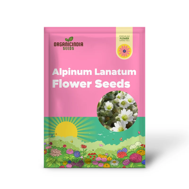 Cerastium Alpinum Lanatum Flower Seeds, Premium Quality Seeds for Beautiful Alpine Garden Blooms