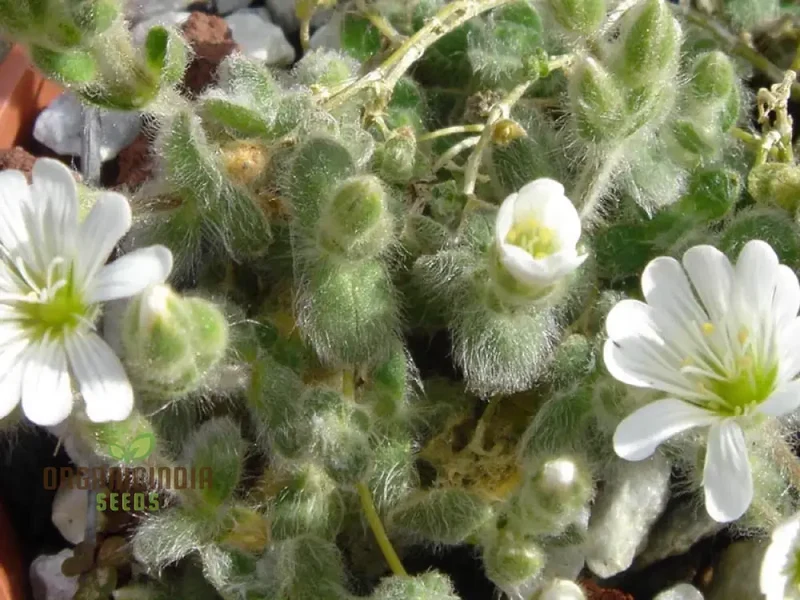 Cerastium Alpinum Lanatum Flower Seeds, Premium Quality Seeds for Beautiful Alpine Garden Blooms