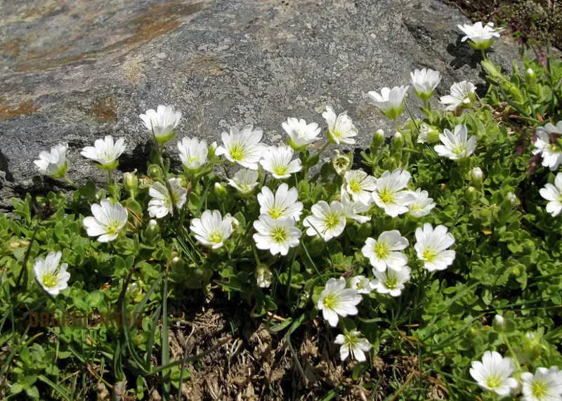 Cerastium Alpinum Lanatum Flower Seeds, Premium Quality Seeds for Beautiful Alpine Garden Blooms