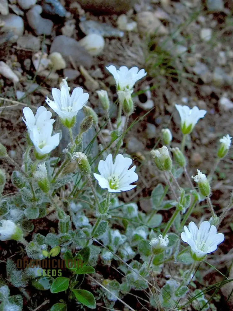 Cerastium Alpinum Lanatum Flower Seeds, Premium Quality Seeds for Beautiful Alpine Garden Blooms